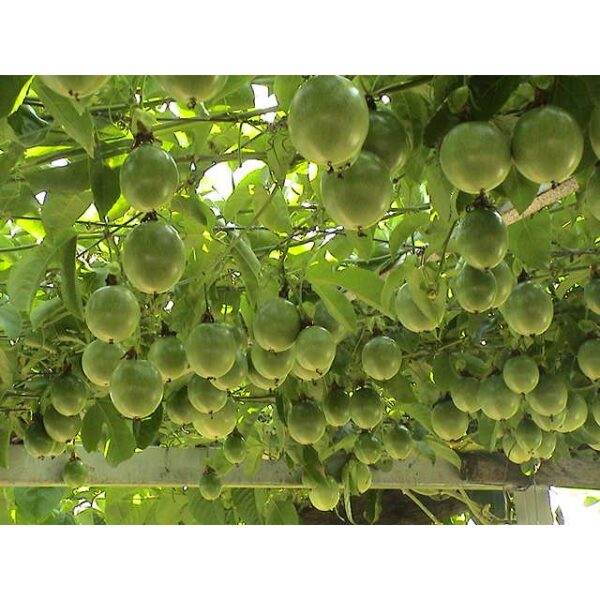 Benih Buah Markisa 10Pcs Passion Fruit Seeds Plant Passiflora seed 百香果种子水果種子 biji bibit markisa merah anak pokok sayuran - 图片 5