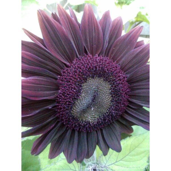 10Pcs Seed Purple Sunflower 紫色向日葵 Benih Bunga matahari Purple Sunflower Seeds Sun Flower Plant Flower Beautiful Flower - 图片 5