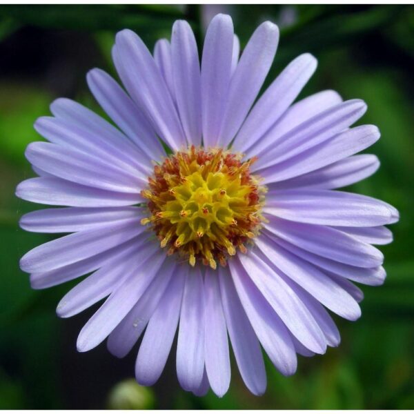 Biji Benih aster tatarian bunga aster anak pokok flower seed vegetable seeds aster seed sunflower dahlia zinnia - Image 5