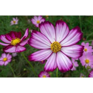 Biji Benih Bunga Cosmos Flower seeds Cosmos 花种子波斯菊 Bonsai Mix Colour 50pcs sunFlower seed 四季耐热花种子 種子籽 dahlia hiasan rose