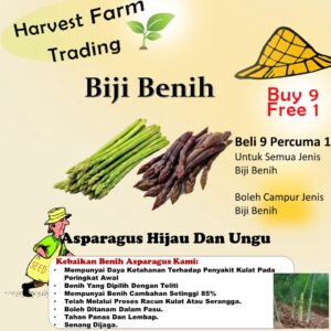 Biji Benih Asparagus Hijau Ungu 25Pcs +- Benih pokok Asparagus Hijau green puple asparagus seed sayur vegetable 芦笋种子蔬菜種子
