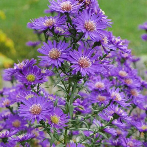 Biji Benih aster tatarian bunga aster anak pokok flower seed vegetable seeds aster seed sunflower dahlia zinnia - Image 8
