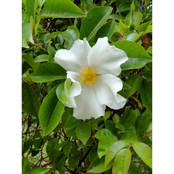 Biji Benih Bunga Rosa laevigata 1Pcs Cherokee rose seeds 四季耐热花种子蔬菜種子金樱子 ros dahlia zinnia sunflower seed matahari sayur - Image 6