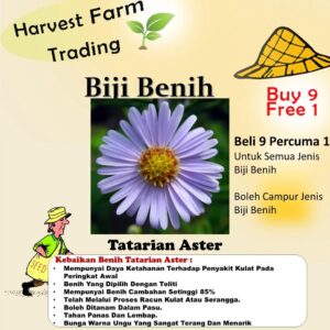 Biji Benih aster tatarian bunga aster anak pokok flower seed vegetable seeds aster seed sunflower dahlia zinnia