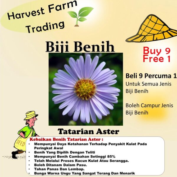 Biji Benih aster tatarian bunga aster anak pokok flower seed vegetable seeds aster seed sunflower dahlia zinnia