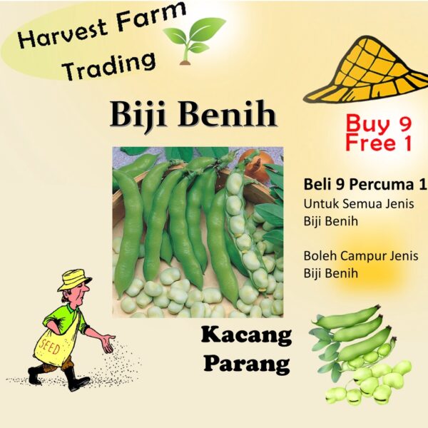 5pcs Seed Broad Bean seeds Biji Benih Kacang Parang 蚕豆种子 Broad Bean Seeds vegetable seed Benih kacang golok vegetables