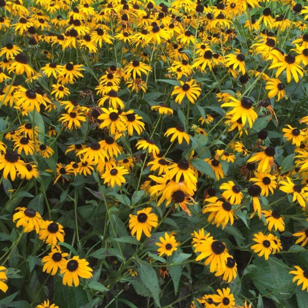 10Pcs Benih bunga Matahari Mini Sunflower seed 迷你向日葵种子 Benih Mini bunga matahari Sunflower seeds flower seed Drawf seed - 图片 4