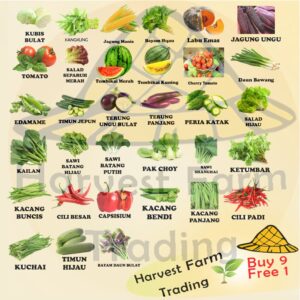 Biji benih cili besar 25pcs Vegetable Seeds BIJI BENIH  CILI SEEDS/ Vegetable seed Biji Benih Cili Besar Kulai hybrid