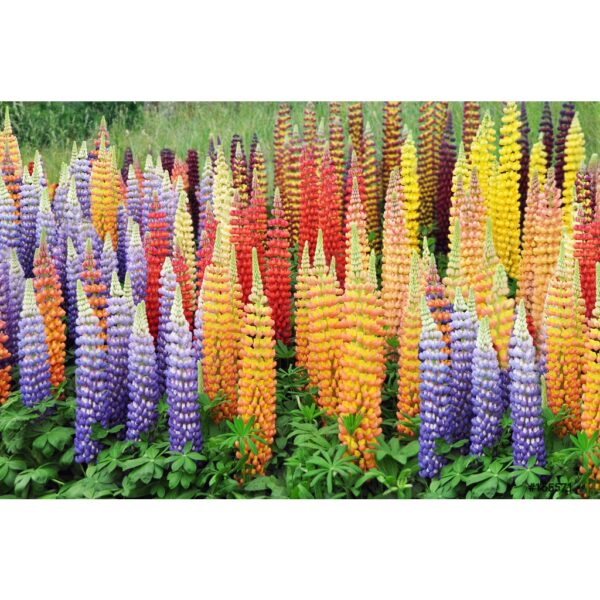 60Pcs +-  Lupine Flower Mix Biji Benih Lupin Bunga 鲁冰花种子 BENIH BUNGA LUPINE (Mix Russell Lupin ) Polyphyllus Bulk Flower - 图片 5