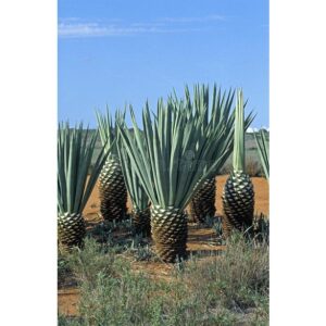 Biji Benih Sisal 20Pcs +- Sisal Seeds vegetables seed fruit seed plant benih sayur sayuran benih pelbagai 剑麻种子蔬菜種子bunga