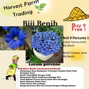 Biji Benih Bunga Linum perenne Blue Flax 15 Pcs+- Dahlia Zinnia Ros Daisy Butang flower seed sunflower seeds 蓝花亚麻种子花種子蔬菜