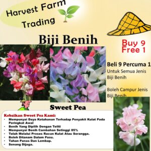 Biji Benih Sweet Pea 5Pcs+- Flower seed sunflower seed benih bunga pokok buah dahlia zinnia daisy 香豌豆种子花種子蔬菜 matahari