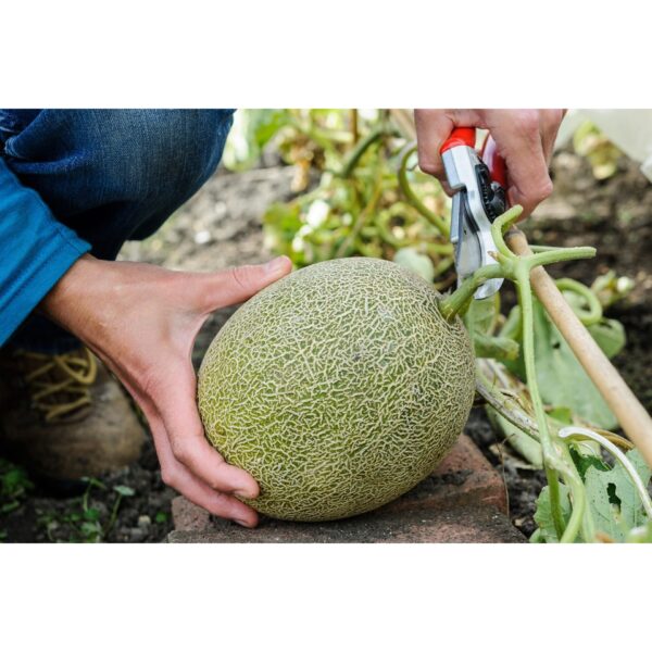 Biji Benih Tembikai Susu 8pcs honey melon seed honeydew melon seed benih tembikai susu honey melon seeds 哈密瓜种子 tembikai - 图片 5