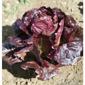 BIJI BENIH SALAD PURPLE ROMAINE 20pcs +-  LETTUCE SEED Romaine Purple Lettuce seeds 罗马紫直立生菜 salad ungu vegetable 蔬菜种子種子