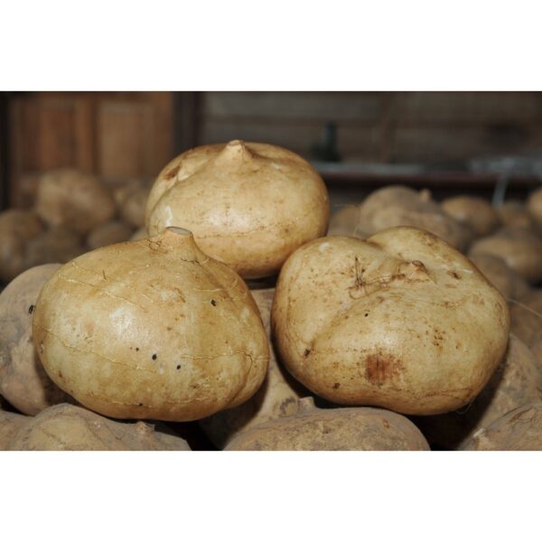 BIJI BENIH UBI SENGKUANG cina 10pcs SAYUR-SAYURAN DAN BUAH-BUAHAN SEED SEEDS VEGETABLEs FRUIT turnip seed  四季种子耐热植物蔬菜种子 - Image 3