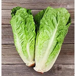 Biji Benih Salad romaine 150 Pcs+- Benih Salad Hijau Daun Panjang romaine lettuce seed Vegetables Seeds 长叶生菜种子 Sayuran四季