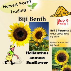 10Pcs Seed Helianthus annuus Sunflower Biji Benih bunga matahari common sunflower seeds 观赏向日葵种子 Ornamental sunflower