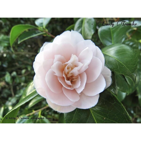 Biji Benih Bunga Ros jepun 2Pcs +- japanese camellia seeds rose seed bonsai flowers seed山 茶花种子四季耐热花種子 bonsai benih rose - Image 8