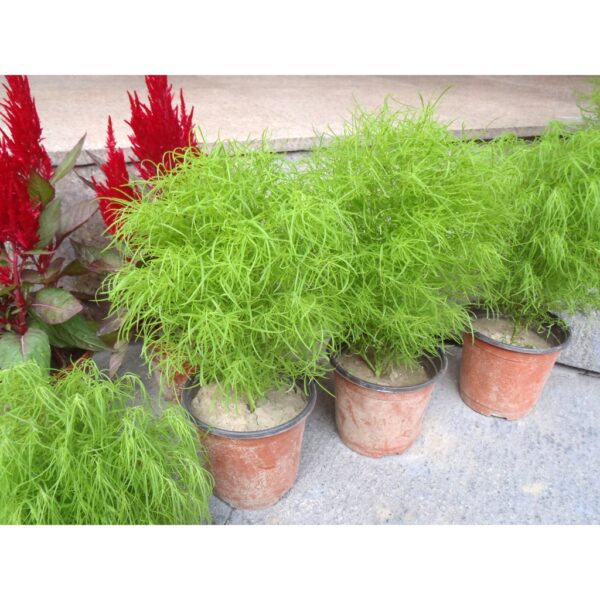 Biji Benih Bunga Bassia scoparia 30Pcs+- flower seed vegetable fruit rose 蔬菜种子花种子地肤 benih rumput rose dahlia daisy seeds - Image 8