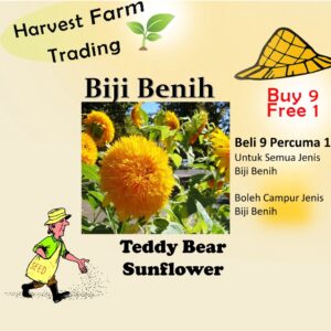10Pcs Biji Benih Bunga Matahari Teddy bear Sunflower seed 玩具熊向日葵种子 TEDDY SUNFLOWER SEEDS Flower seeds TEDDYBEAR Seeds