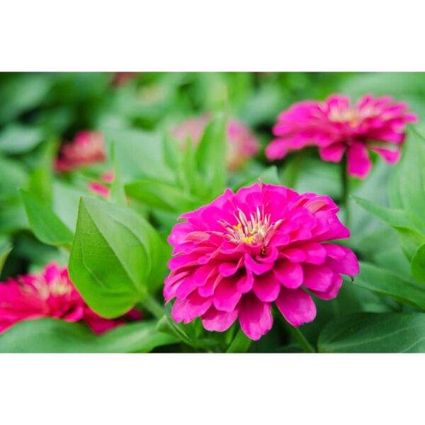 80Pcs +- Biji Benih Bunga Zinnia Flower seeds Zinnia Flower Seeds Benih Bunga Zinnia Zinnia Flower Seed/混色百日草花种子 - 图片 5