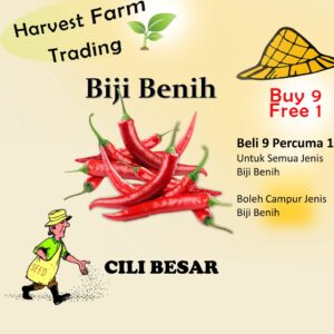 Biji benih cili besar 25pcs Vegetable Seeds BIJI BENIH  CILI SEEDS/ Vegetable seed Biji Benih Cili Besar Kulai hybrid