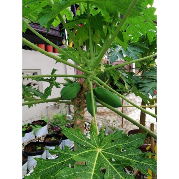Biji Benih Betik Sekaki 10pcs Carica papaya seed benih Betik Hong Kong benih buah bibit betik benih carica papaya seeds - 图片 7