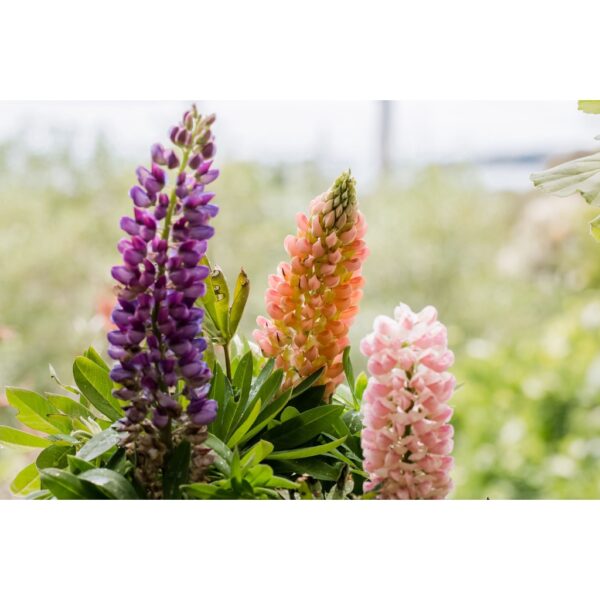 60Pcs +-  Lupine Flower Mix Biji Benih Lupin Bunga 鲁冰花种子 BENIH BUNGA LUPINE (Mix Russell Lupin ) Polyphyllus Bulk Flower - 图片 4