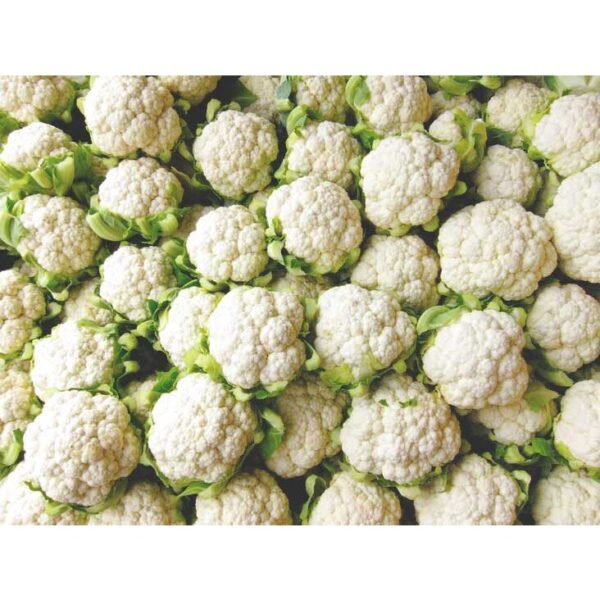 BIJI BENIH BROKOLI putih SEED 50Pcs- BROCOLI Benih SAYUR Bunga Kubis SAYURAN BUAH VEGETABLE white cauliflower BROCCOLI - Image 4