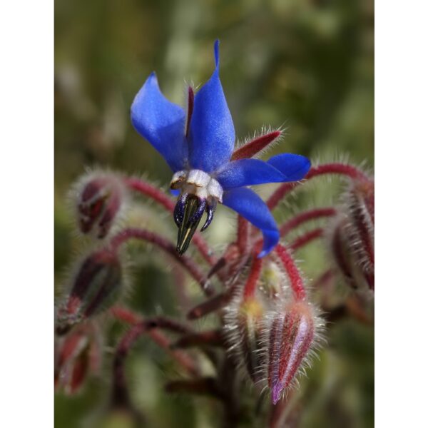 Biji Benih Bunga Borage 20Pcs+- flower seed sunflower seeds vegetable benih bunga raya matahari ros dahlia 琉璃苣种子花種子蔬菜四季 - Image 9