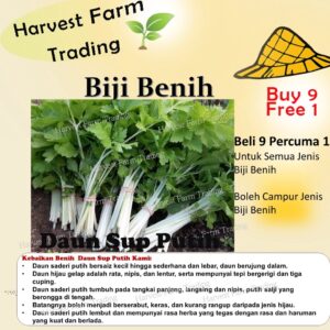 Biji Benih Daun Sup Putih 200Pcs+- white celery seeds benih Saderi putih Daun Sup Batang Putih 白芹種子蔬菜种子 sayur vegetables