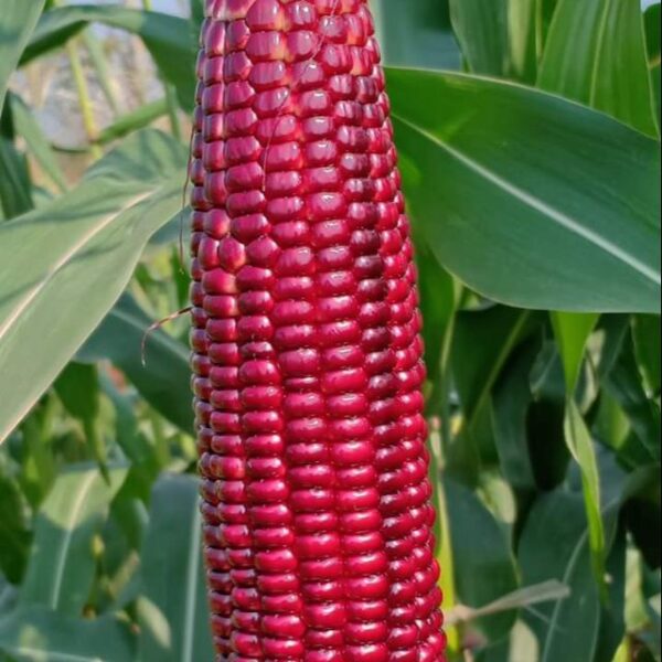 Benih jagung merah 14 pcs Sweet Ruby Red Corn Rare Benih Jagung Manis Merah甜红玛瑙玉米 Biji Benih Jagung Merah red corn seeds - 图片 2