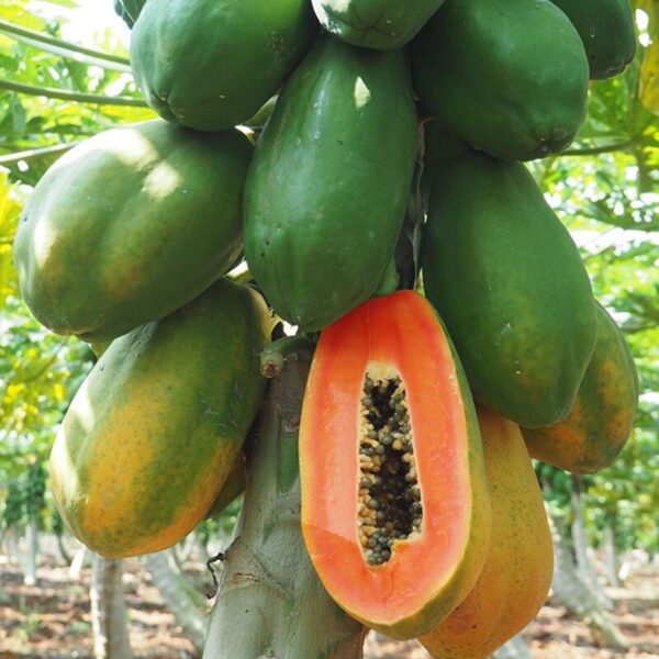 Biji Benih Betik Sekaki 10pcs Carica papaya seed benih Betik Hong Kong benih buah bibit betik benih carica papaya seeds - 图片 4