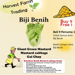 Biji benih gai choy 300 seeds green mustard seed chinese mustard seed 大肉芥菜种子 蔬菜种子 植物种子 pak choy seed benih sayur sayuran