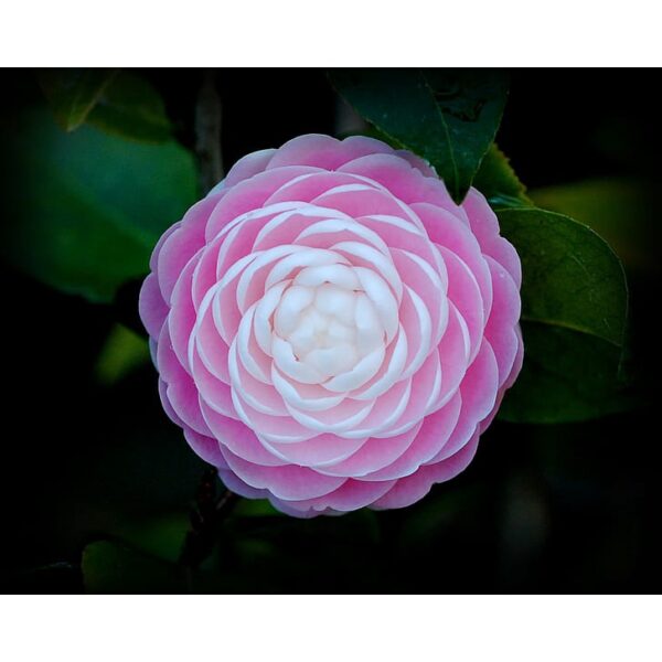 Biji Benih Bunga Ros jepun 2Pcs +- japanese camellia seeds rose seed bonsai flowers seed山 茶花种子四季耐热花種子 bonsai benih rose - Image 7