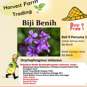 Biji Benih Orychophragmus violaceus 30 Pcs +- Flowers seeds 二月蓝二月兰四季耐热花种子植物種子 dahlia hiasan sunflower bunga matahari ros