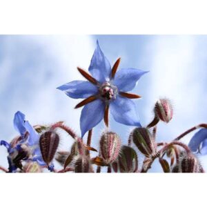 Biji Benih Bunga Borage 20Pcs+- flower seed sunflower seeds vegetable benih bunga raya matahari ros dahlia 琉璃苣种子花種子蔬菜四季