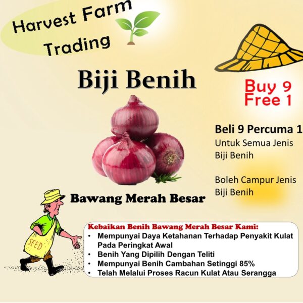 Biji Benih Bawang merah Besar 50 Pcs Benih Sayur sayuran seed 四季植物蔬菜洋葱种子  red big red onion seeds bunga thai baja pokok