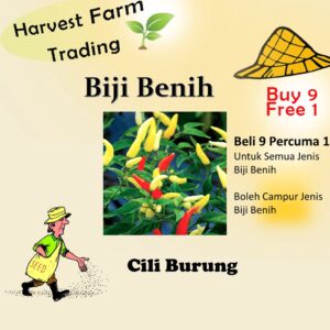 15pcs seeds LADA BURUNG CILI API BARA CILI PADI / CILI KAMPUNG biji benih cili Biji Benih Cili Padi Kampung cili centil