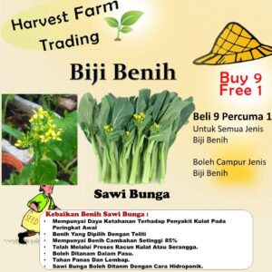Benih Sawi Bunga 200Pcs+-  biji bibit sawi hijau sayur sayuran pelbagai vegetable spinach seed kangkung seeds