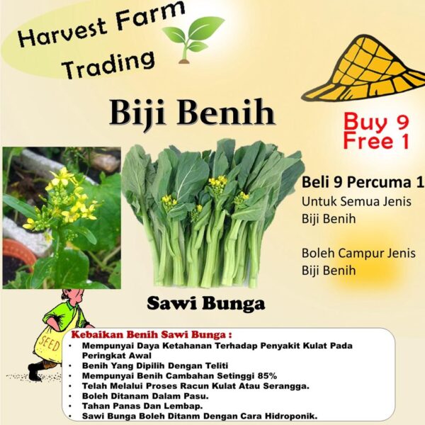 Benih Sawi Bunga 200Pcs+-  biji bibit sawi hijau sayur sayuran pelbagai vegetable spinach seed kangkung seeds