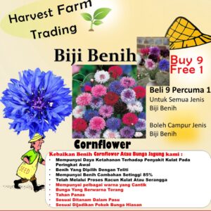 Biji Benih Bunga Jagung 20Pcs +- 蓝矢车菊花瓣种子四季耐热花种子 Cornflower decoration seeds dahlia daisy rose bunga hiasan flower seed