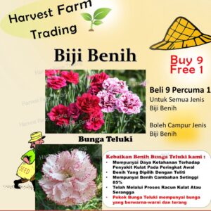 Biji Benih Bunga Teluki 80Pcs+ Mix Colour Carnation Seeds Beautiful Flower Seeds Garden Dianthus caryophyllus 康乃馨花种子種子四季