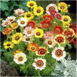 Biji Benih Bunga Daisy Tiga Warna 20Pcs+- Flower Seeds Daisy 花环菊种子花種子 daisy flower seed Tricolor daisy Chrysanthemum