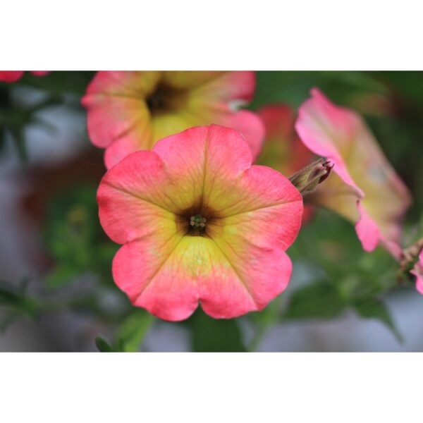 150Pcs +-Biji Benih Bunga Petunia campur Flower seeds Mix Petunia 花种子 混色矮牵牛花 Bunga Petunia Flower Seed petunia seed - 图片 8