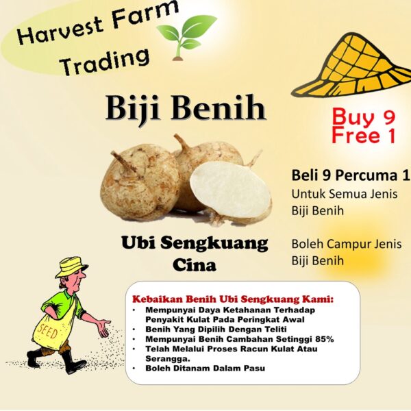 BIJI BENIH UBI SENGKUANG cina 10pcs SAYUR-SAYURAN DAN BUAH-BUAHAN SEED SEEDS VEGETABLEs FRUIT turnip seed  四季种子耐热植物蔬菜种子