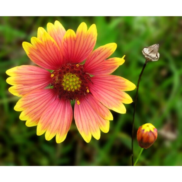 20Pcs INDIAN BLANKET Flower Seed/ Biji Benih Bunga 天人菊种子 Gaillardia pulchella seed Flower seeds Benih Bunga indian flowe - Image 3