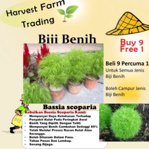 Biji Benih Bunga Bassia scoparia 30Pcs+- flower seed vegetable fruit rose 蔬菜种子花种子地肤 benih rumput rose dahlia daisy seeds