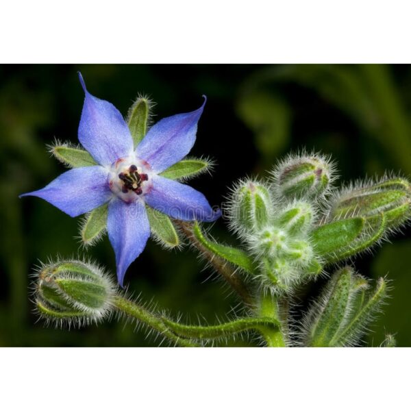 Biji Benih Bunga Borage 20Pcs+- flower seed sunflower seeds vegetable benih bunga raya matahari ros dahlia 琉璃苣种子花種子蔬菜四季 - Image 5