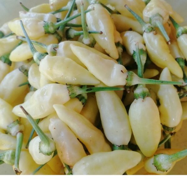 Biji Benih Lada Putih Sabah 15pcs white sabah seed chili seeds benih cili sabah kampung padi centil bara jambak sayur - 图片 6